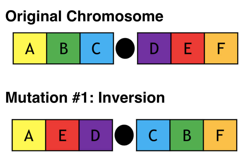 Mutations Definition, Worksheet & Examples Laney Lee