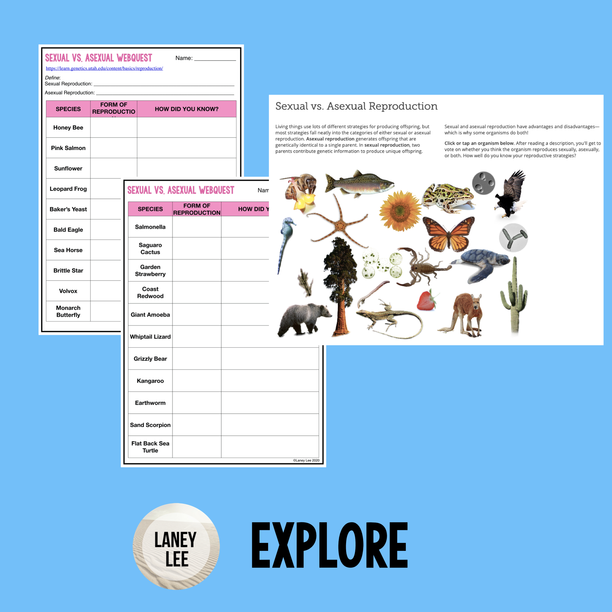Sexual vs. Asexual Webquest PDF & Digital Laney Lee