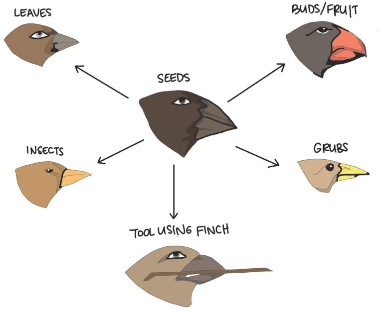 Bird Beak Adaptations How Beaks Are Useful for Birds