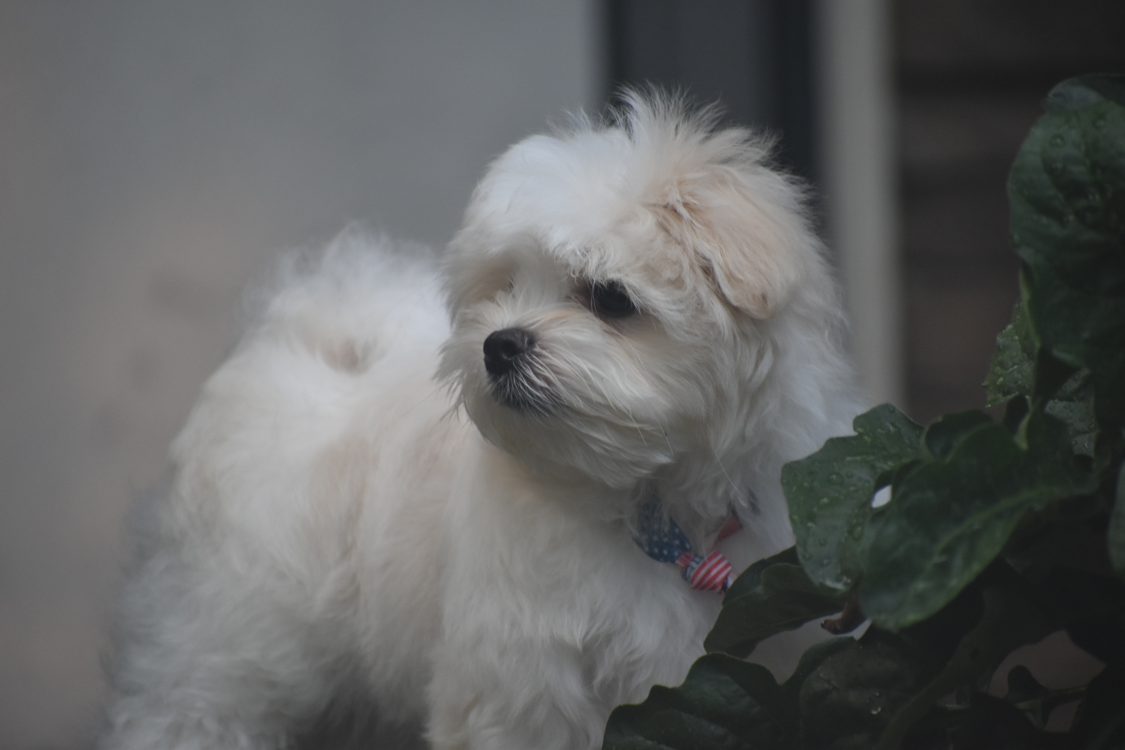 Maltese Puppies Available Langford Ranch Kennels Maysville, GA