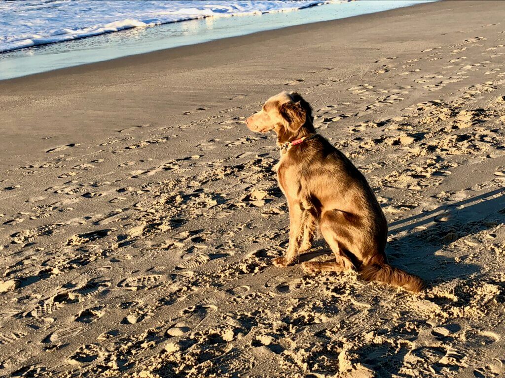 Weimaraner Langhaar Bilder Langhaar Weimaraner Züchter