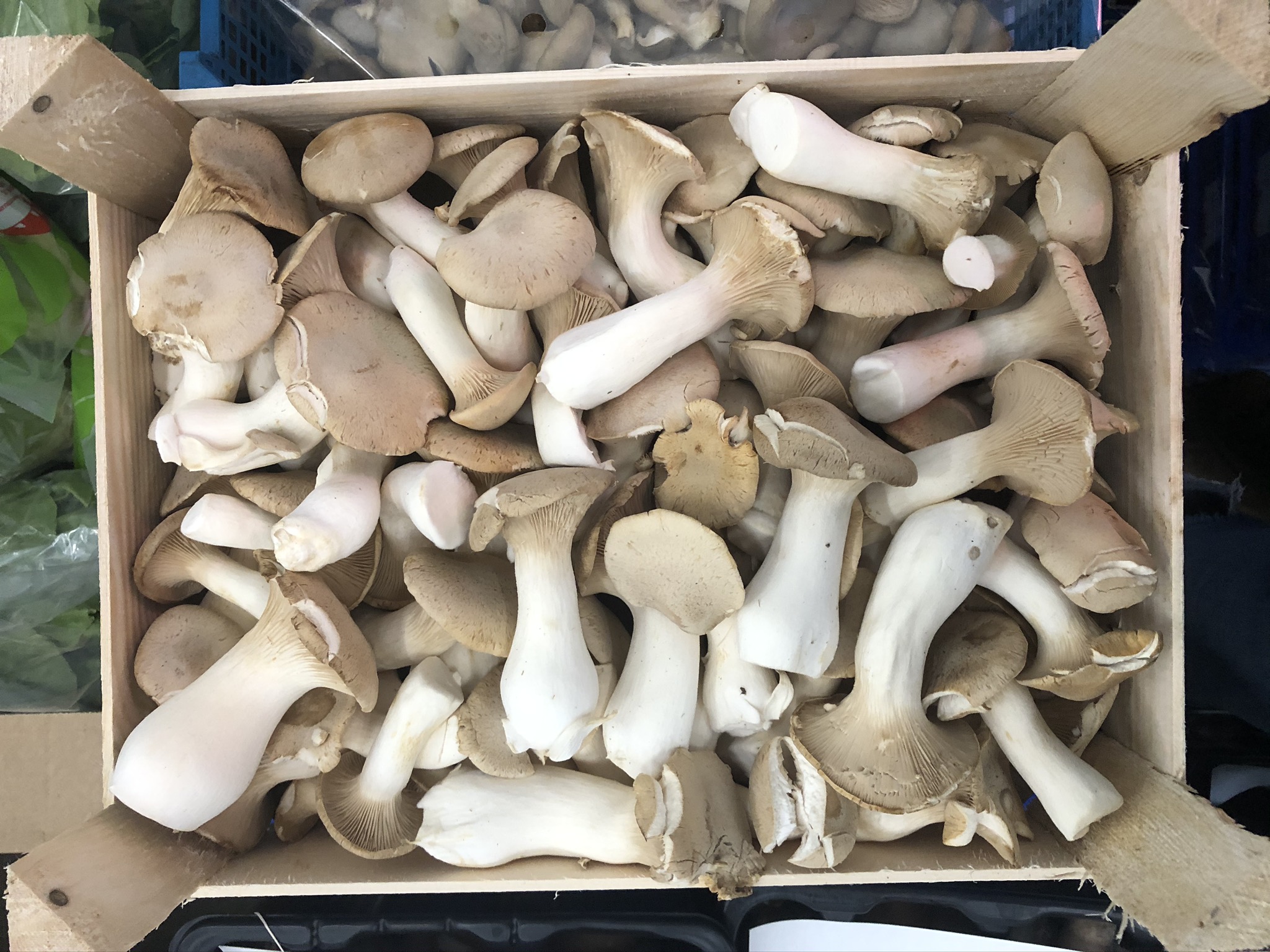 Mushroom King Oyster ( Eryngii ) Langridge Organic Products Ltd