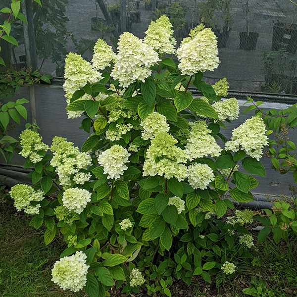 Hydrangea paniculata Magical Candle (Bokraflame) (3lt)