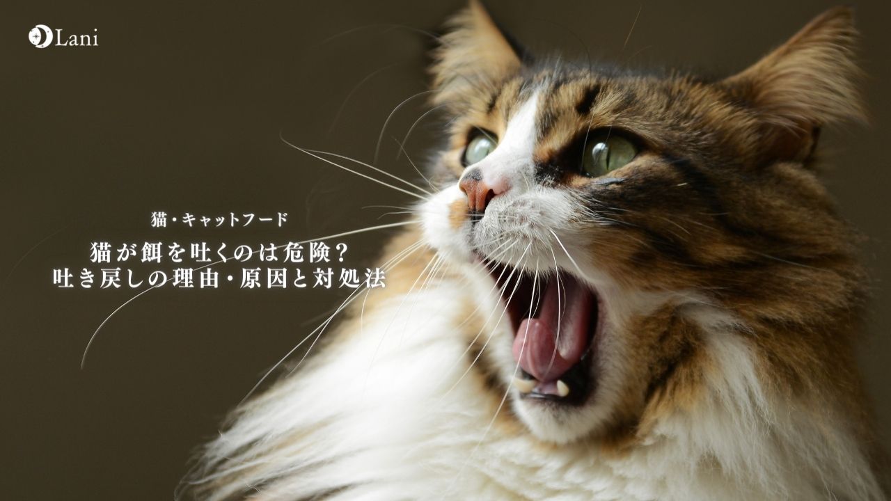 猫が餌を吐くのは危険？吐き戻しの理由・原因と対処法5つ