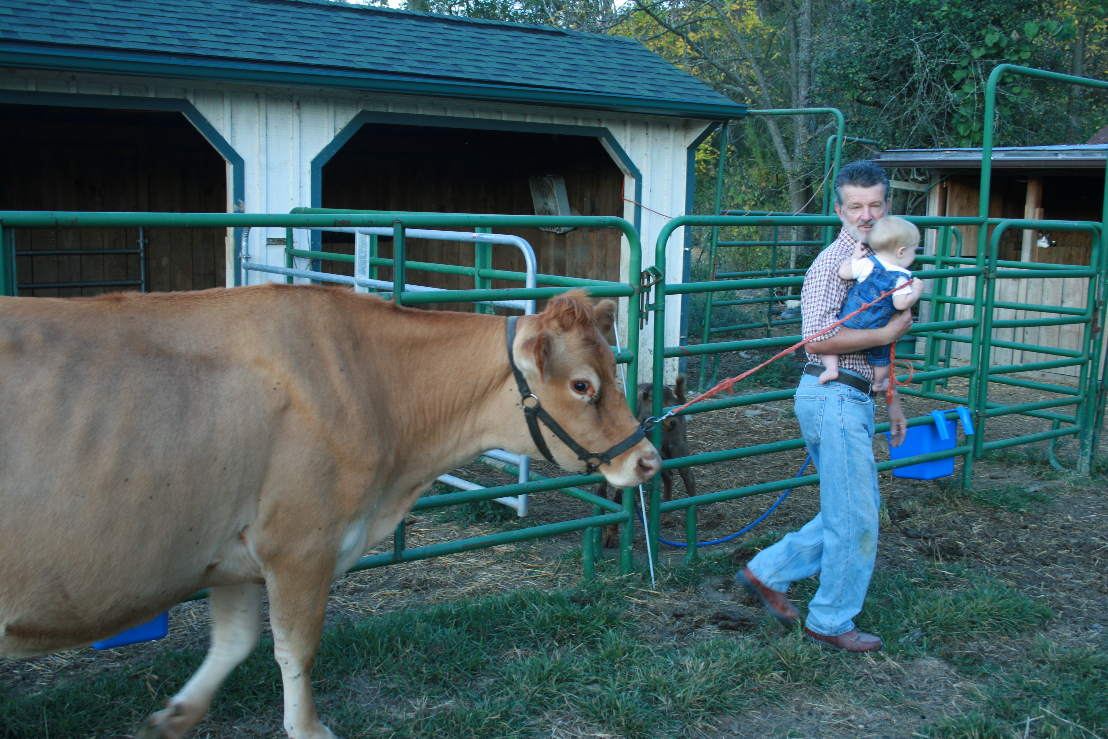 The Return of the Family Milk Cow Lani's Cup of Tea