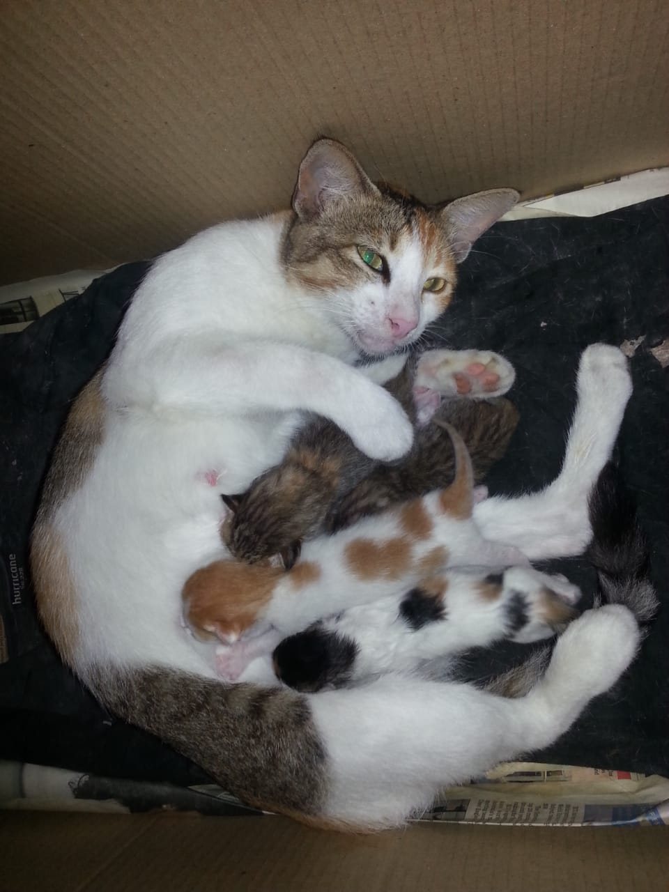 Lovely Kitten free....Adorable Kittens These adorable 2 month old