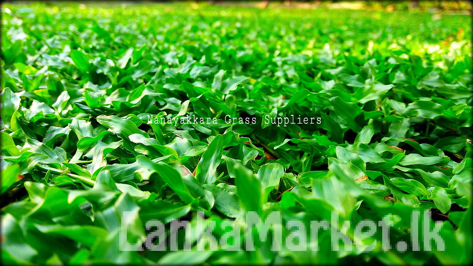 Malaysian grass LankaMarket