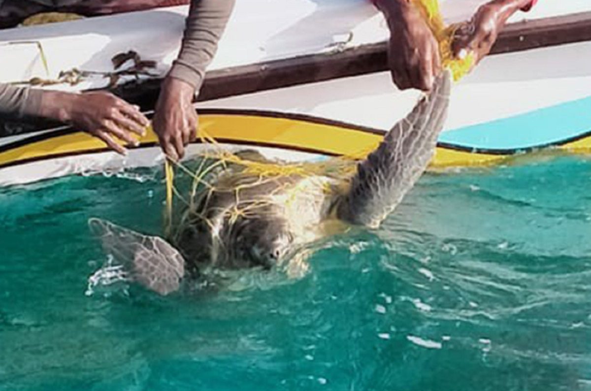 Navy rescues eight sea turtles entangled in fishing net