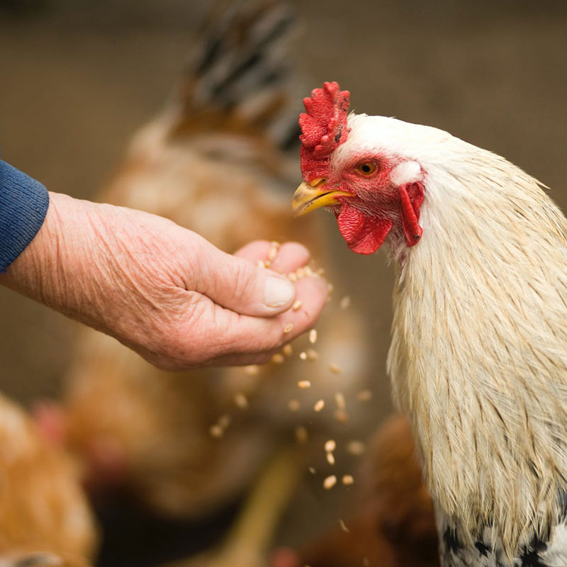 Animal Feed Lanka Minerals & Chemicals