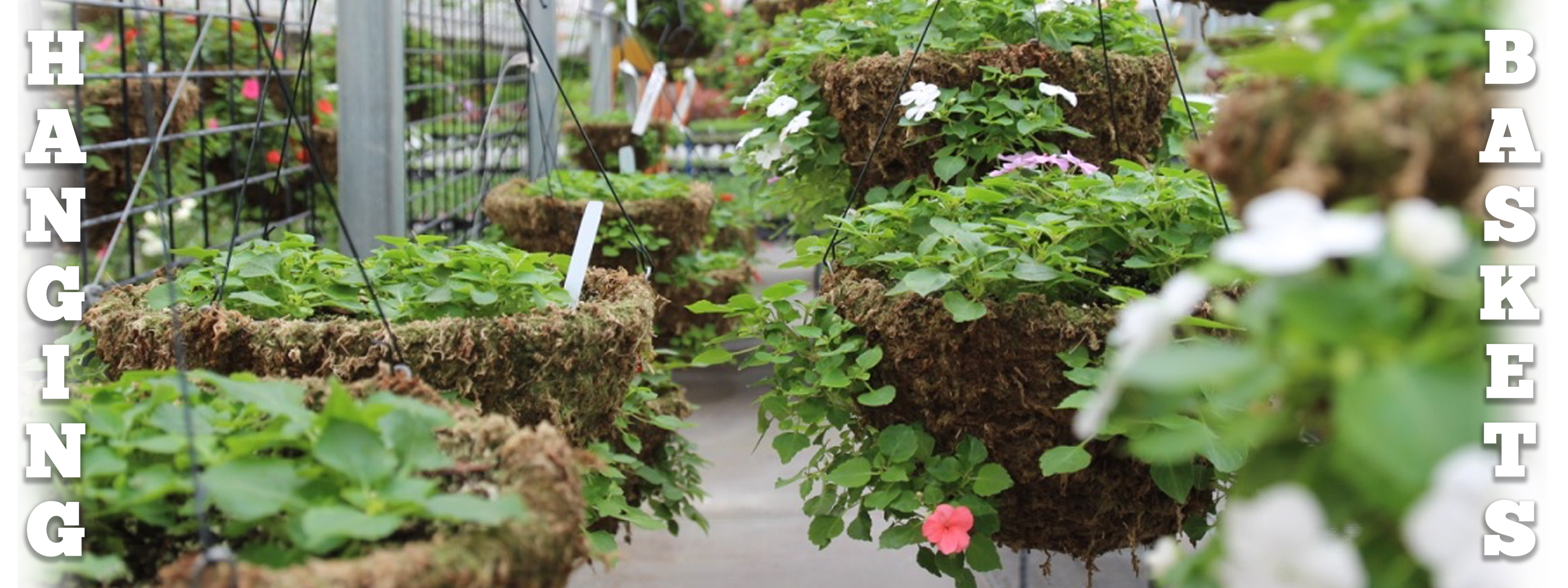 Lanoha Nurseries Choose a beautiful standard of living