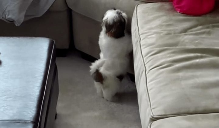Divertidísima recopilación de escenas de cachorros intentado subir al sofá