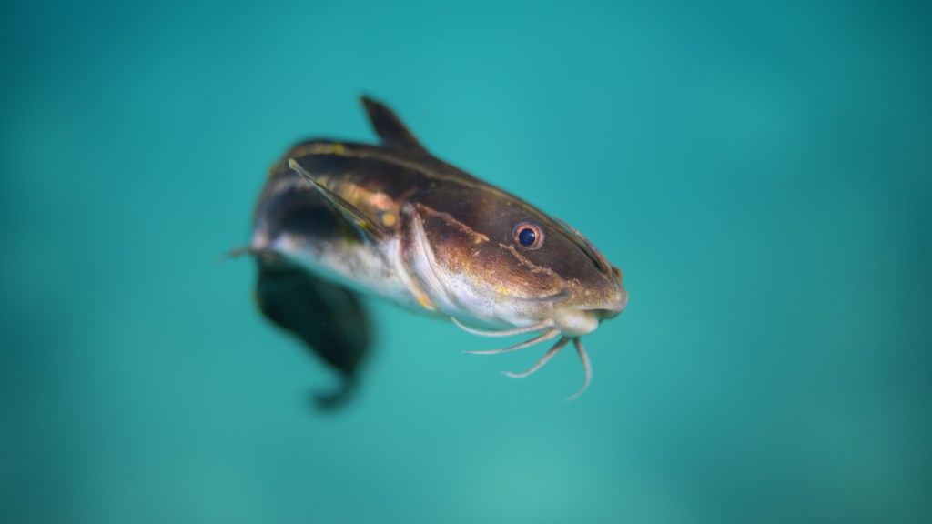 Catfish Dough Ball Bait Recipe La Pallaresa