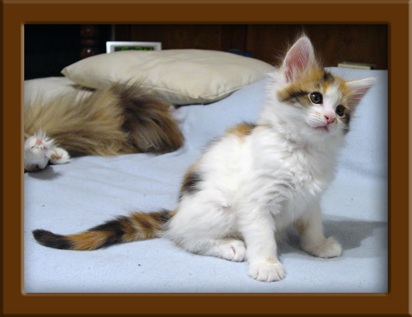 LapCats Maine Coon Cats and Kittens for sale Kansas