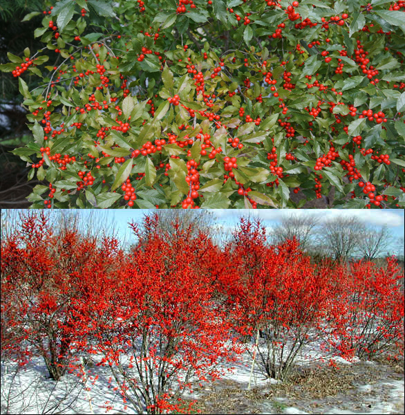 Winterberry Shrub • Lapeer Conservation District