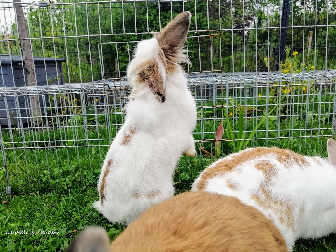 Mon lapin a attrapé la gale des oreilles La pelle du jardin