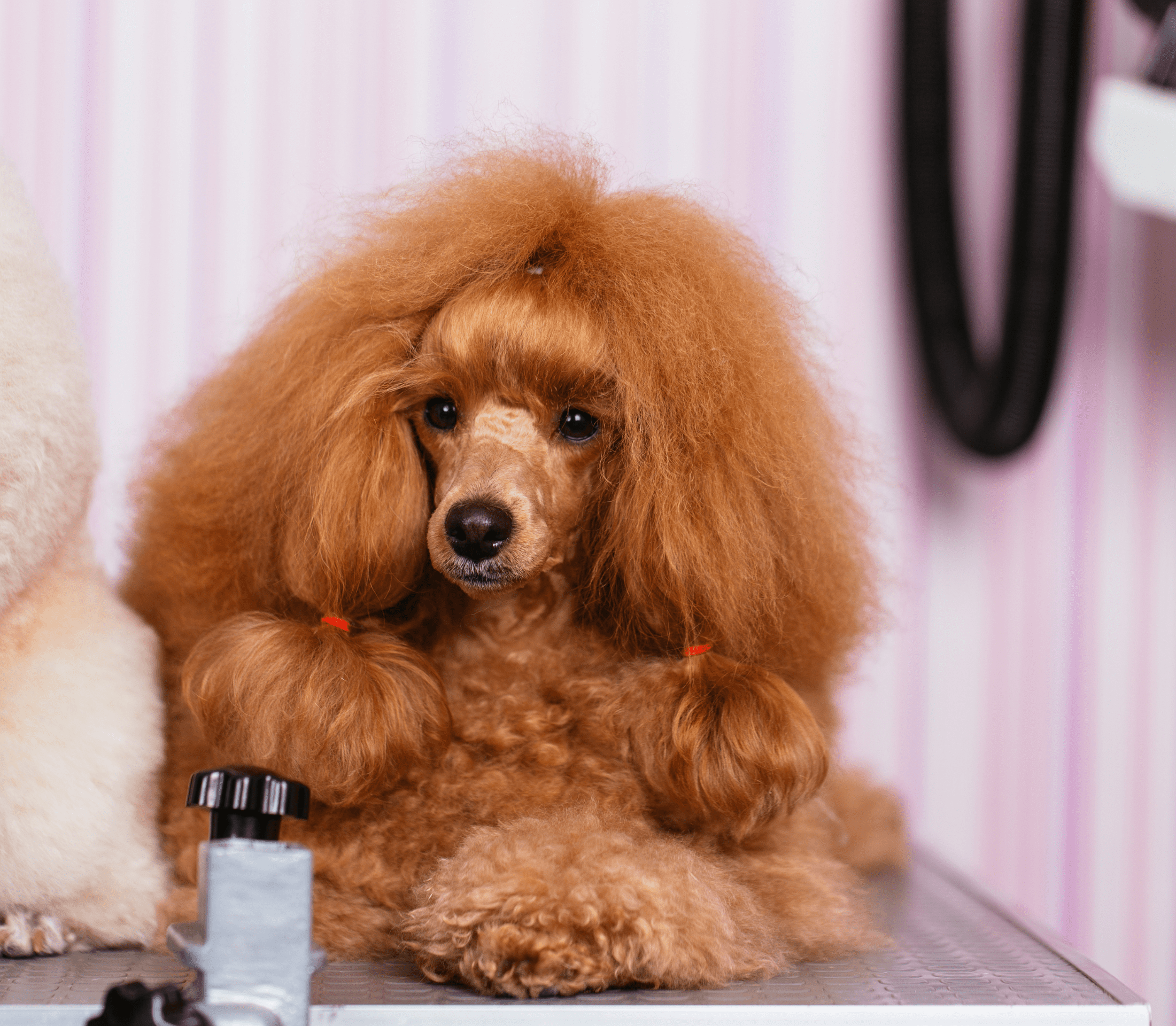 How Often Do You Need To Groom A Tea Cup Poodle