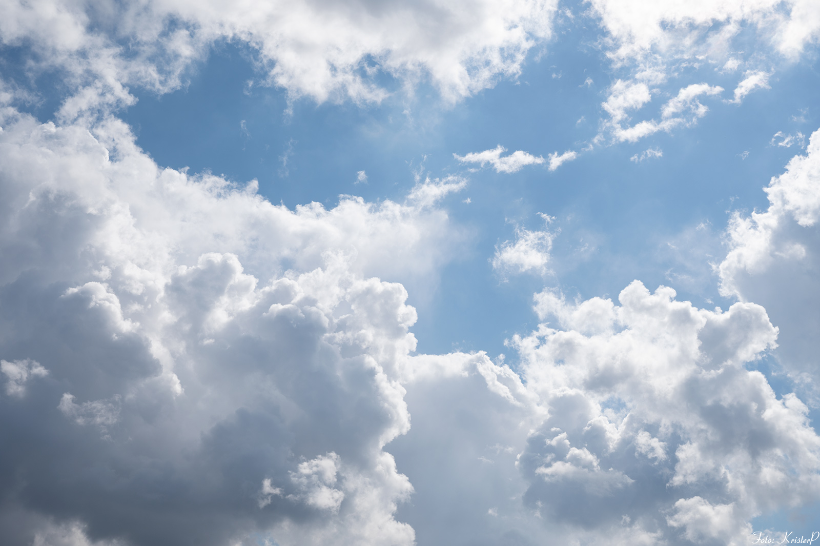 LaPerm Just another weblog