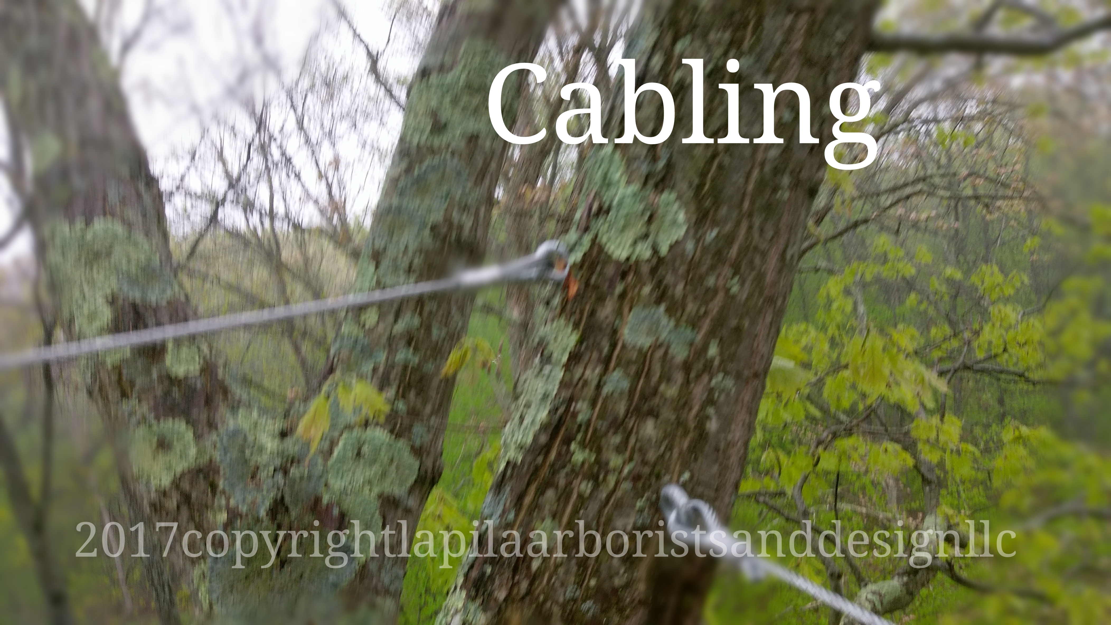 Tree Cabling Services