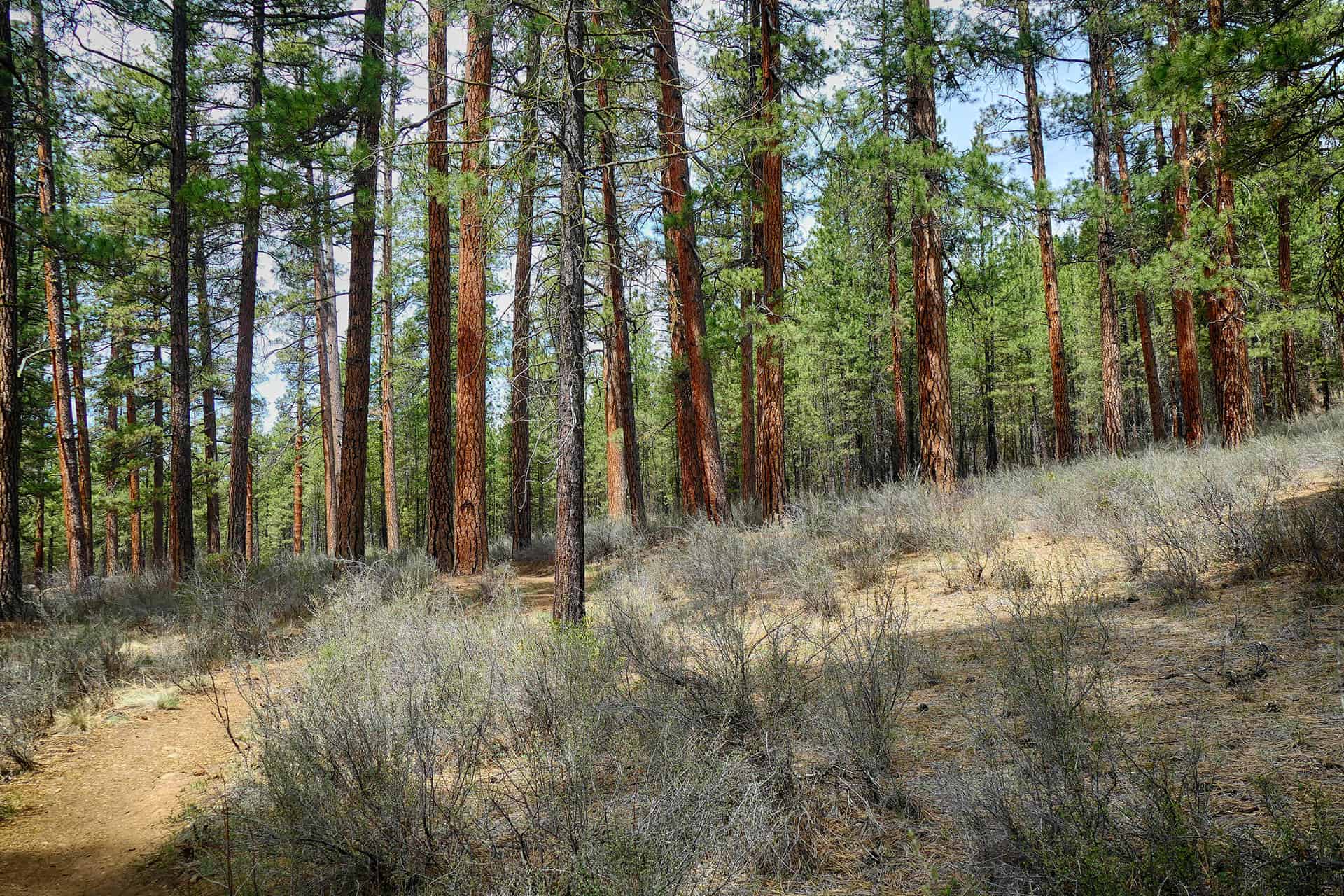 Gilchrist Oregon Info and Properties For Sale La Pine Realty