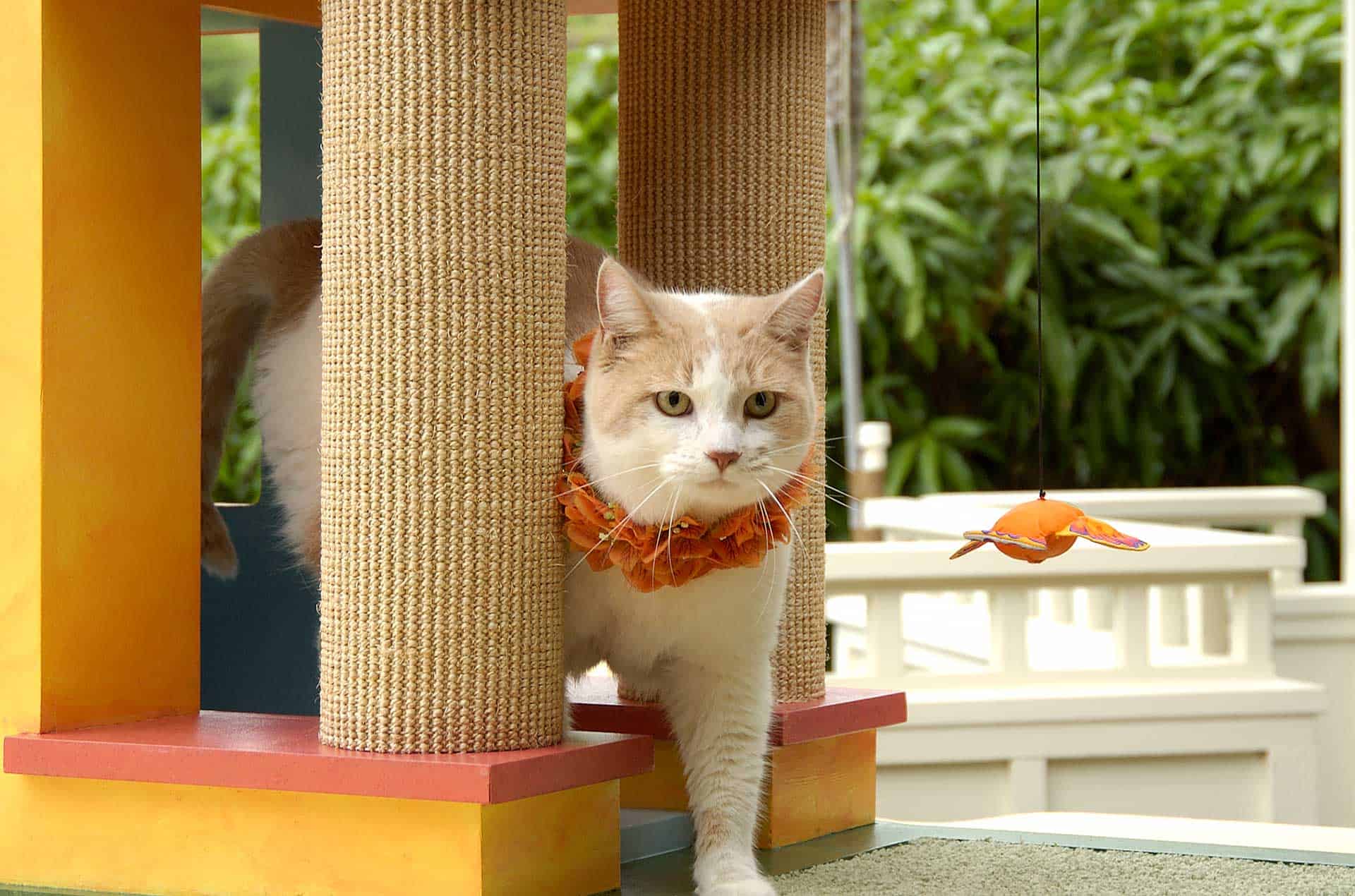 Pet Projects in Honolulu, HI Interior Design Firm Near Portlock