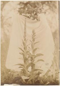 Bouillon blanc, 1900, photographie, collection Eugène Atget (copyright Bibliothèque des Arts décoratifs)