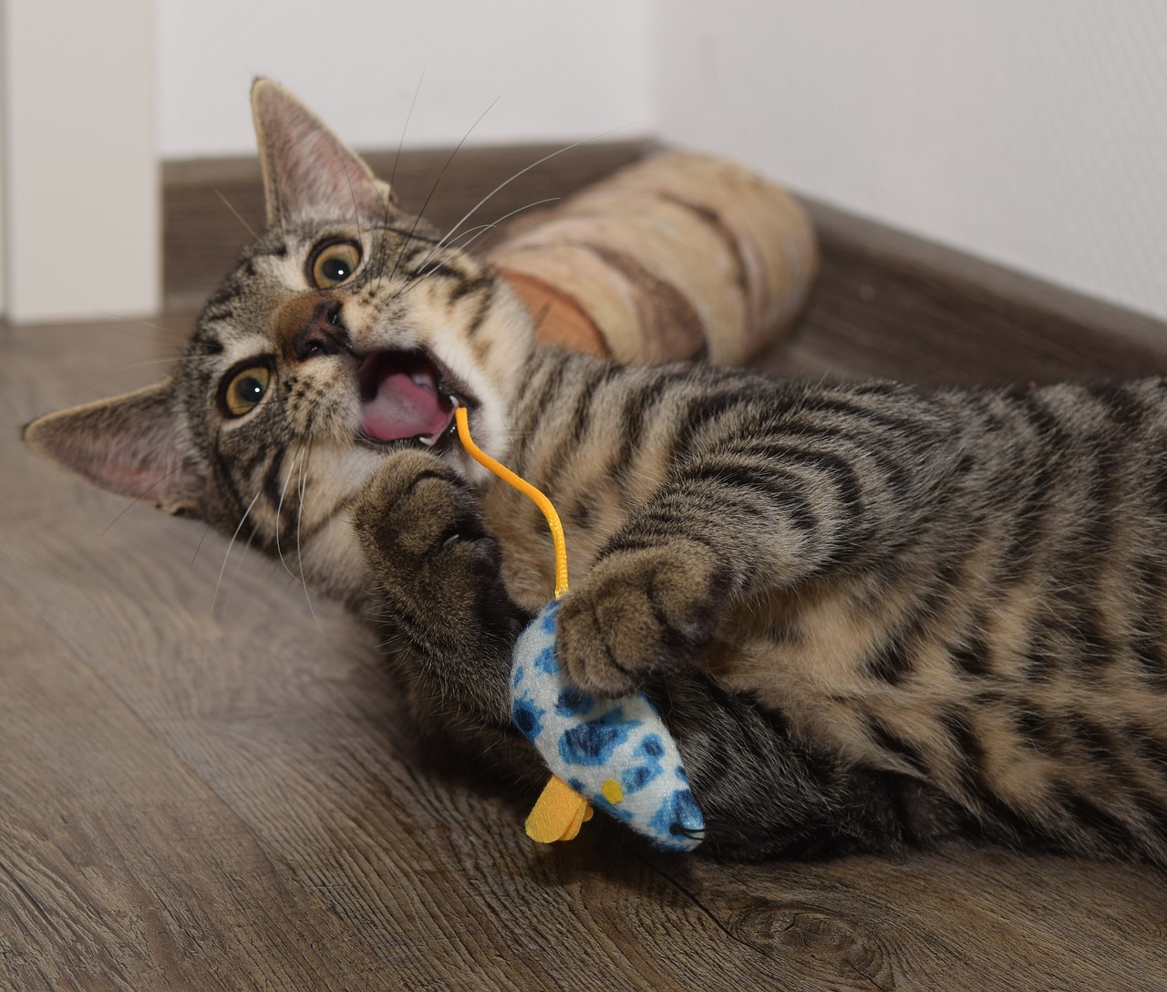 L'importance du jeu pour le chat La Psy de mon chat