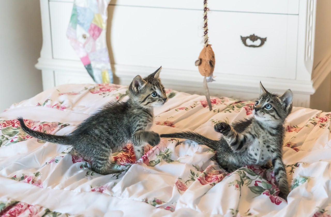 L'importance du jeu pour le chat La Psy de mon chat