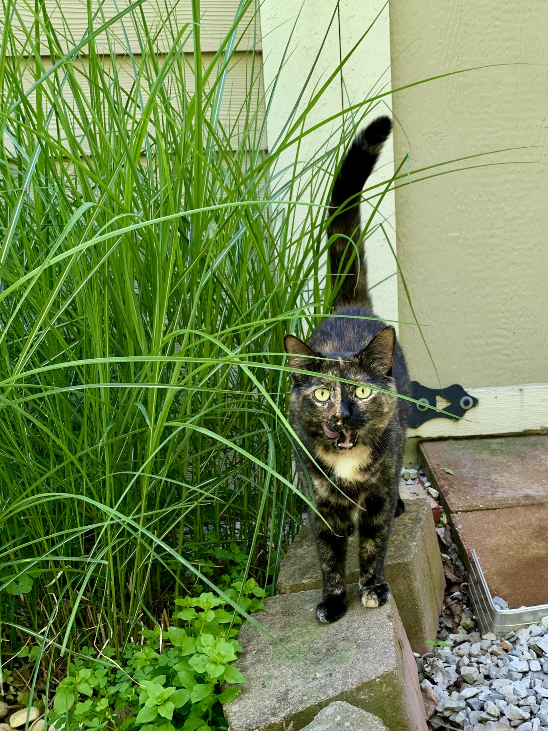 "Don't panic, but your child has cat scratch fever" Midlife Mama