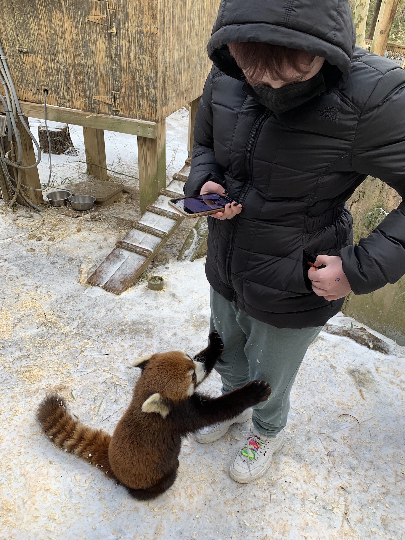 Revel in the red panda experience at the Columbus Zoo Midlife Mama