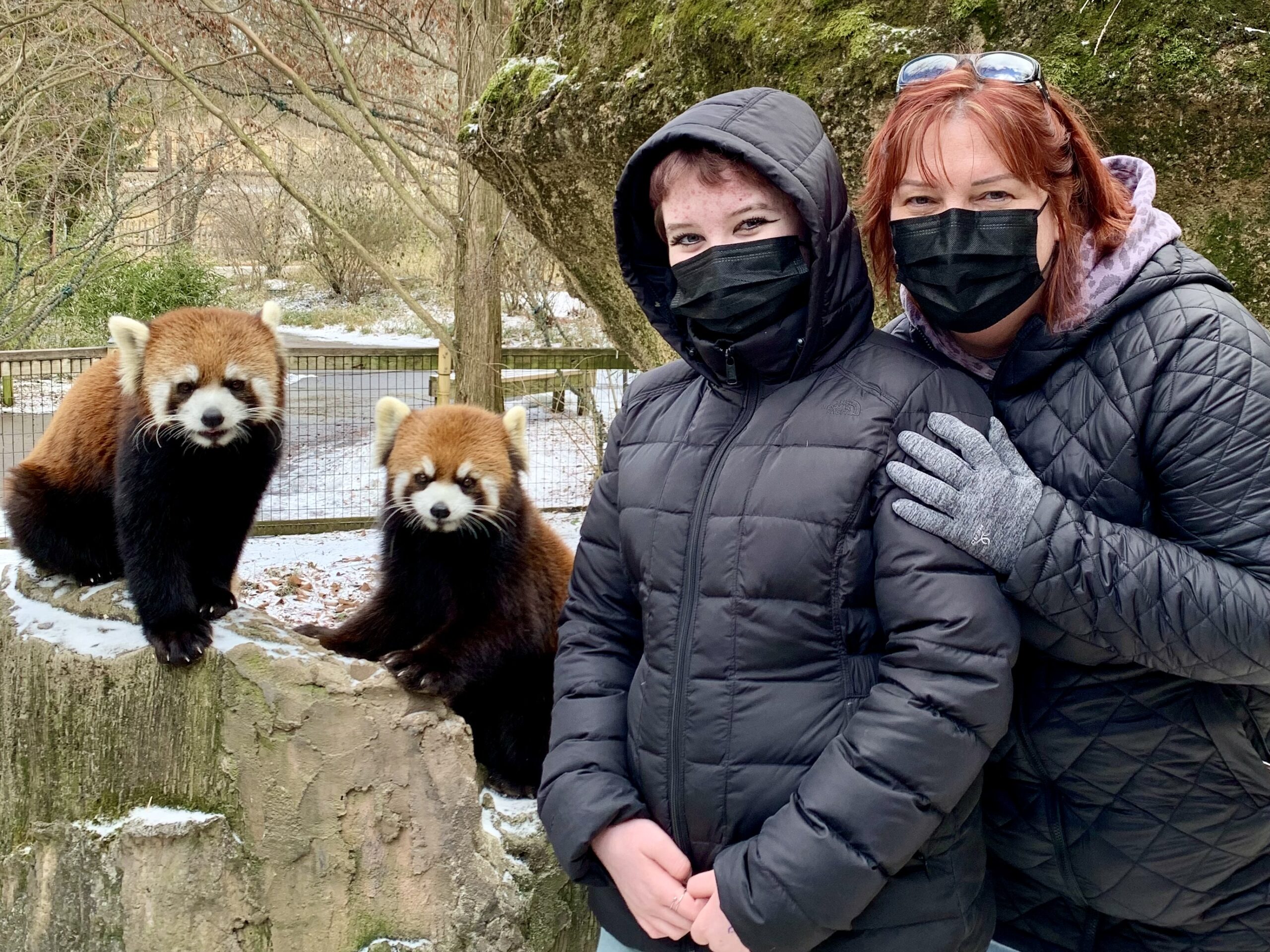 Revel in the red panda experience at the Columbus Zoo Midlife Mama