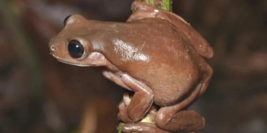 Científicos hallan rana de 'chocolate'