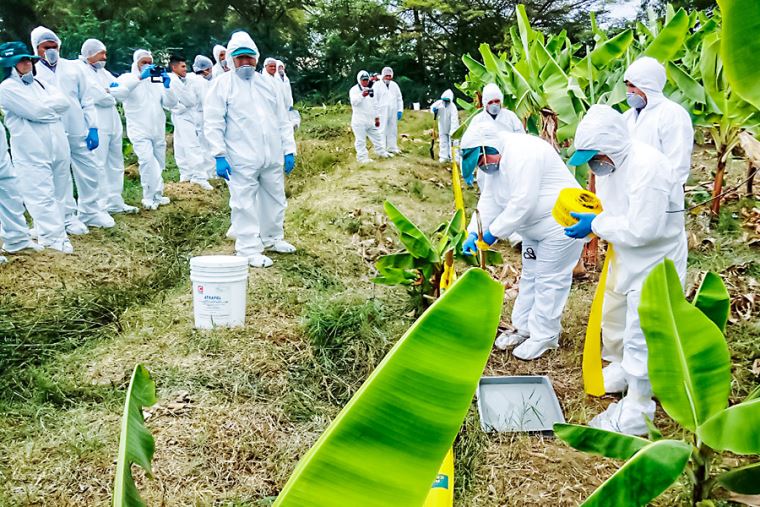 Midagri promueve la salud de las plantas como base de la seguridad alimentaria.