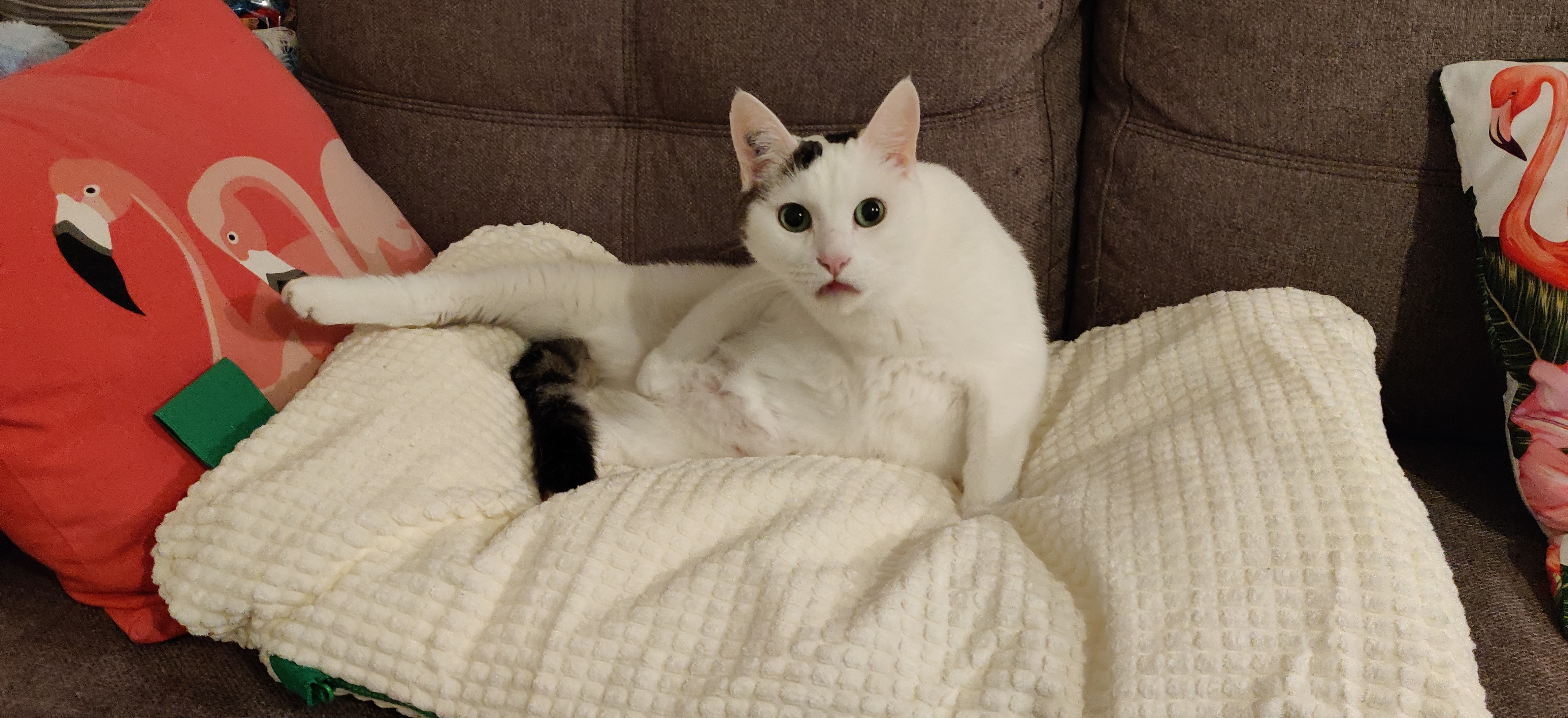 Mon chat vomit quelles en sont les causes ? Que doisje