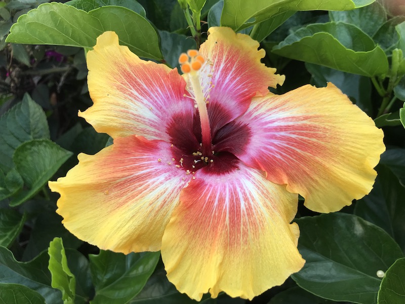 Today’s Photo – Hibiscus | theloop