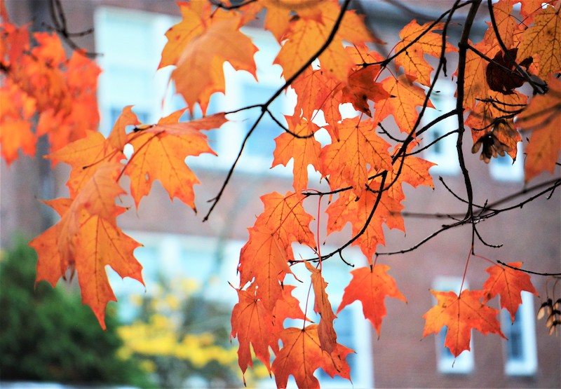 Snapshot of the Day Autumn Glow theloop