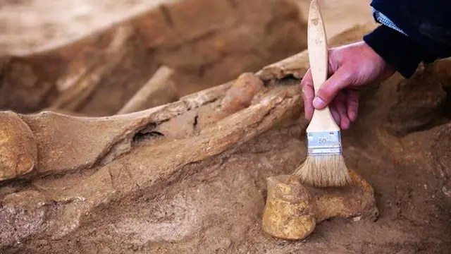 Hallan en polonia los restos intactos de una 'mujer vampiro' enterrada con una hoz en el cuello la revista del sureste mx 60