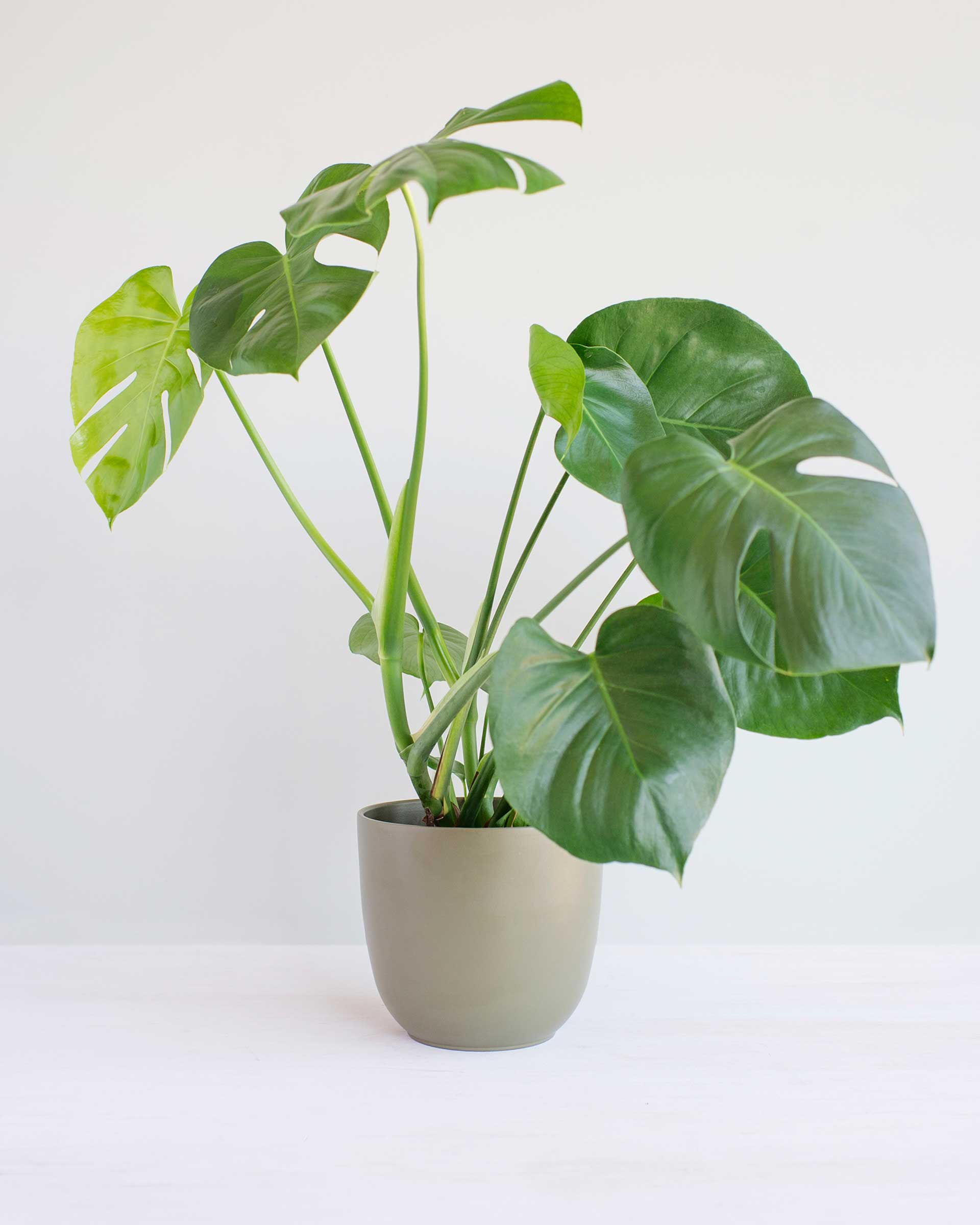 Ma sélection de sites pour acheter des plantes rares en