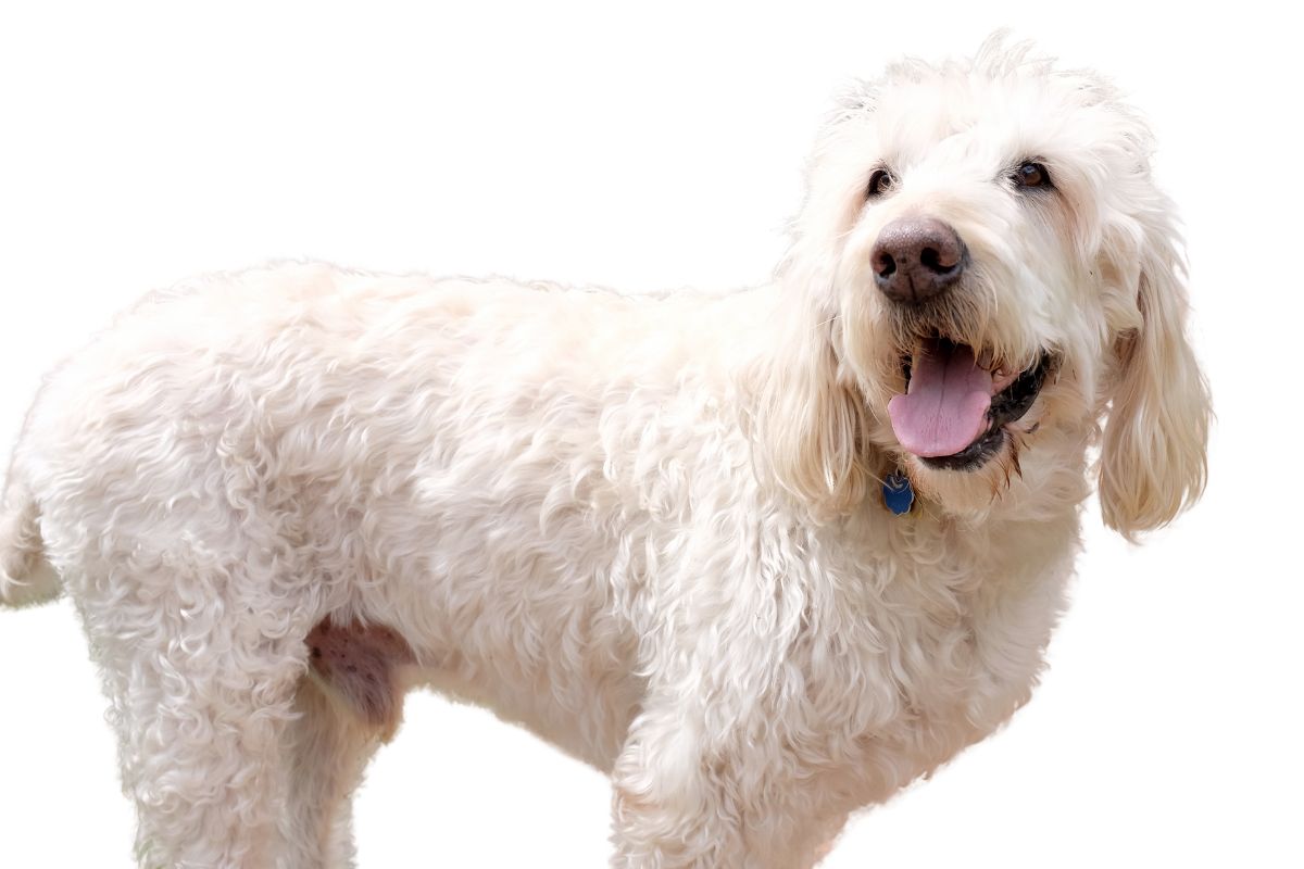 Best large Dogs for Seniors