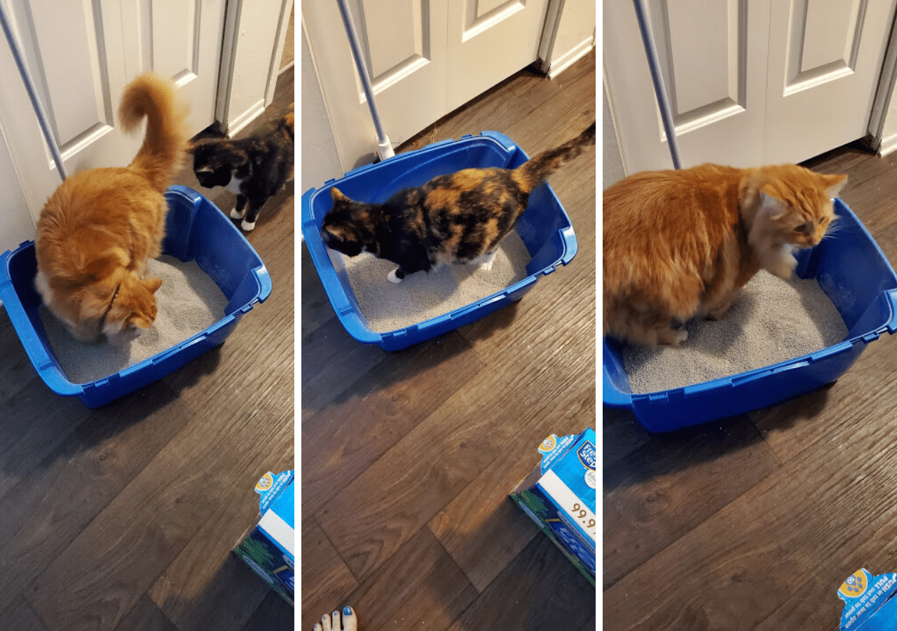 Fresh Step Litter with Febreze Gain Scent Review Large House Cats