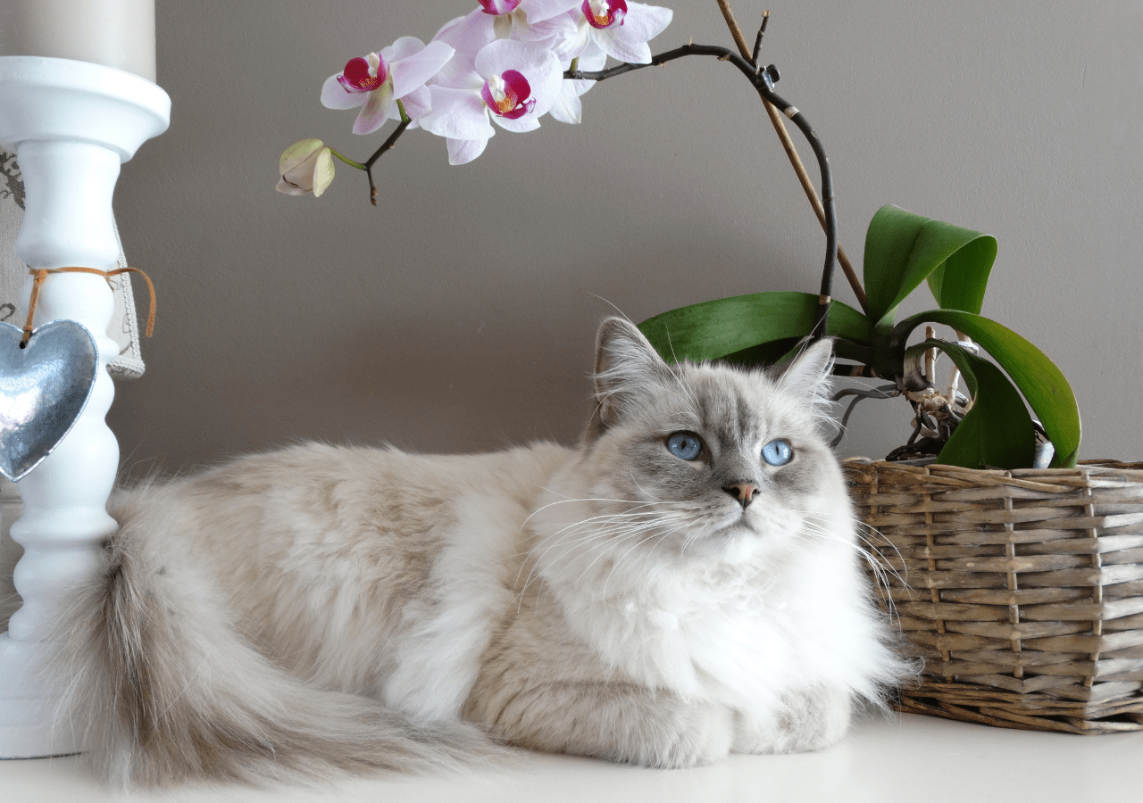 Ragdoll Cats Large House Cats