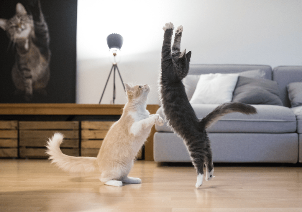 Why does my cat act like a crackhead? Large House Cats