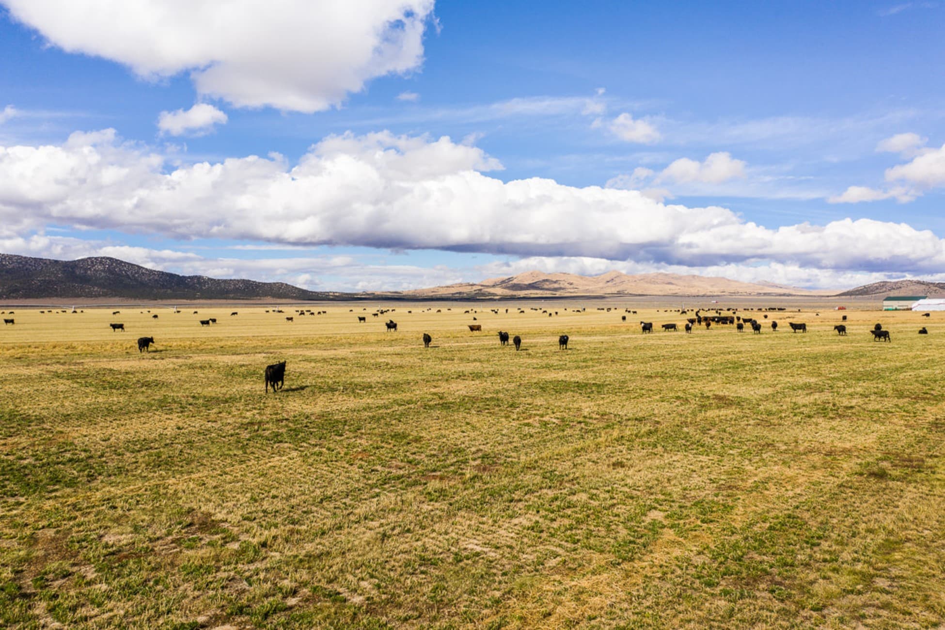 8 Largest Cattle Ranches In The Us