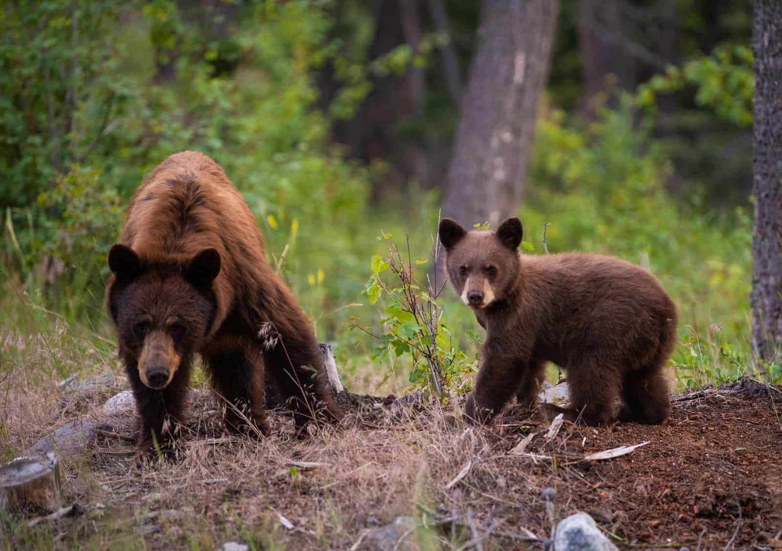 Which State Has the Largest Bear Population?