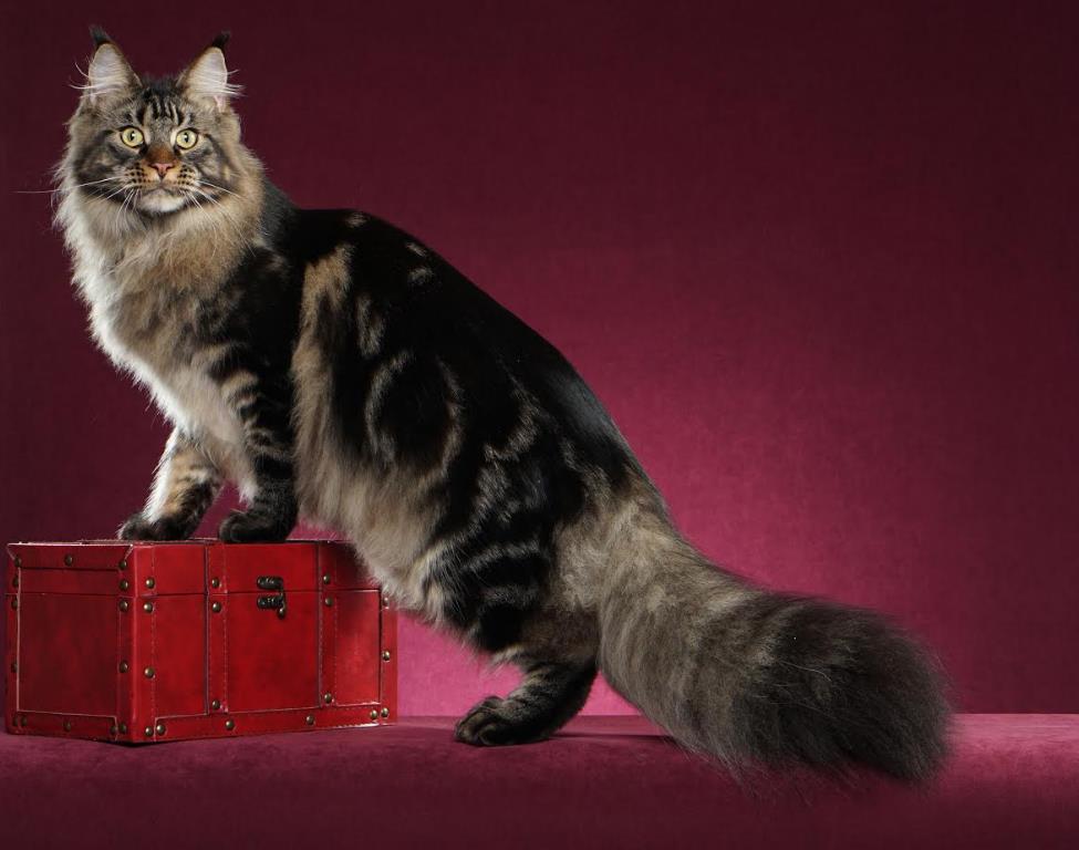 Maine Coon kittens Washington State of Larhae Coons