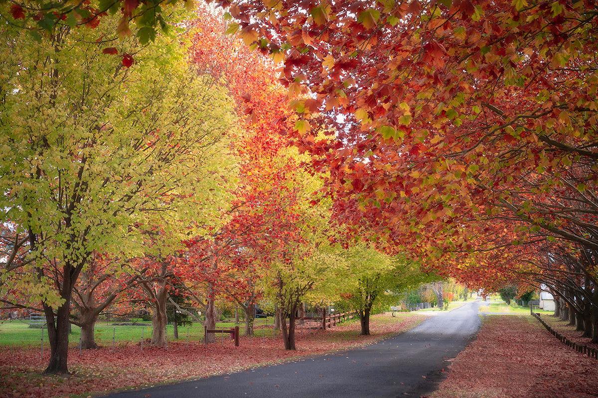 Finding Autumn colours in New England, NSW Tenterfield, Armidale