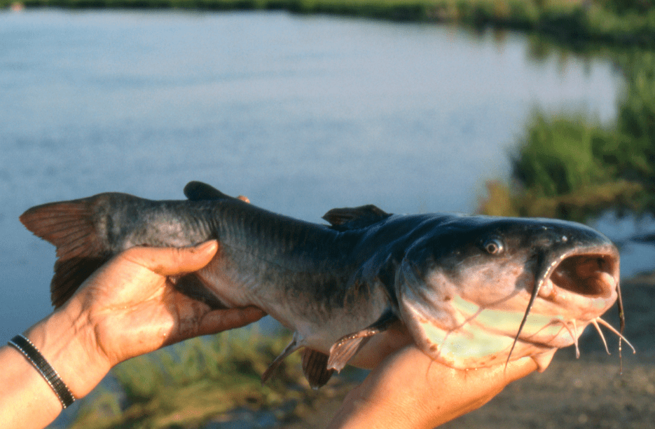 Lac des Allemands The Catfish Capital of the Universe Louisiana's
