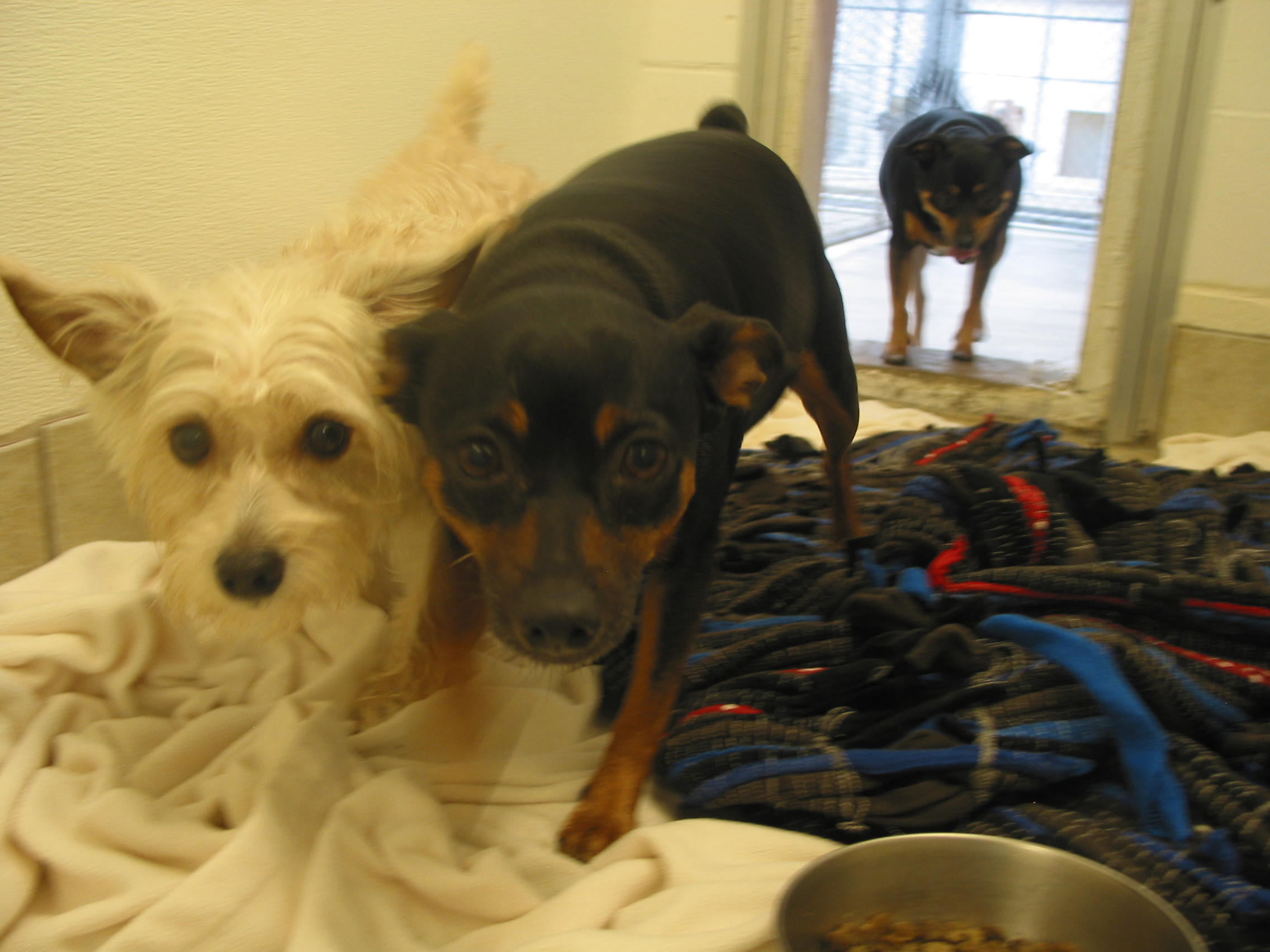 Pet Training Classes in Durham & Shoreline, CT Larkin's Run