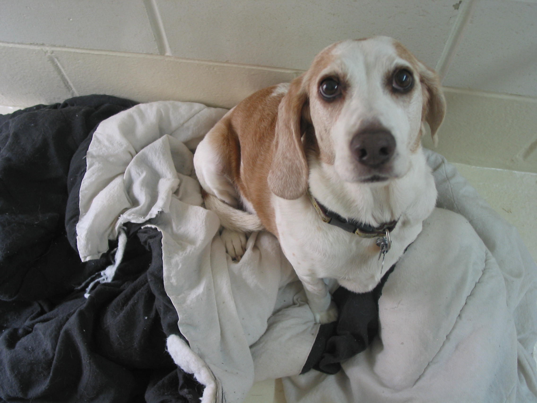 Pet Training Classes in Durham & Shoreline, CT Larkin's Run