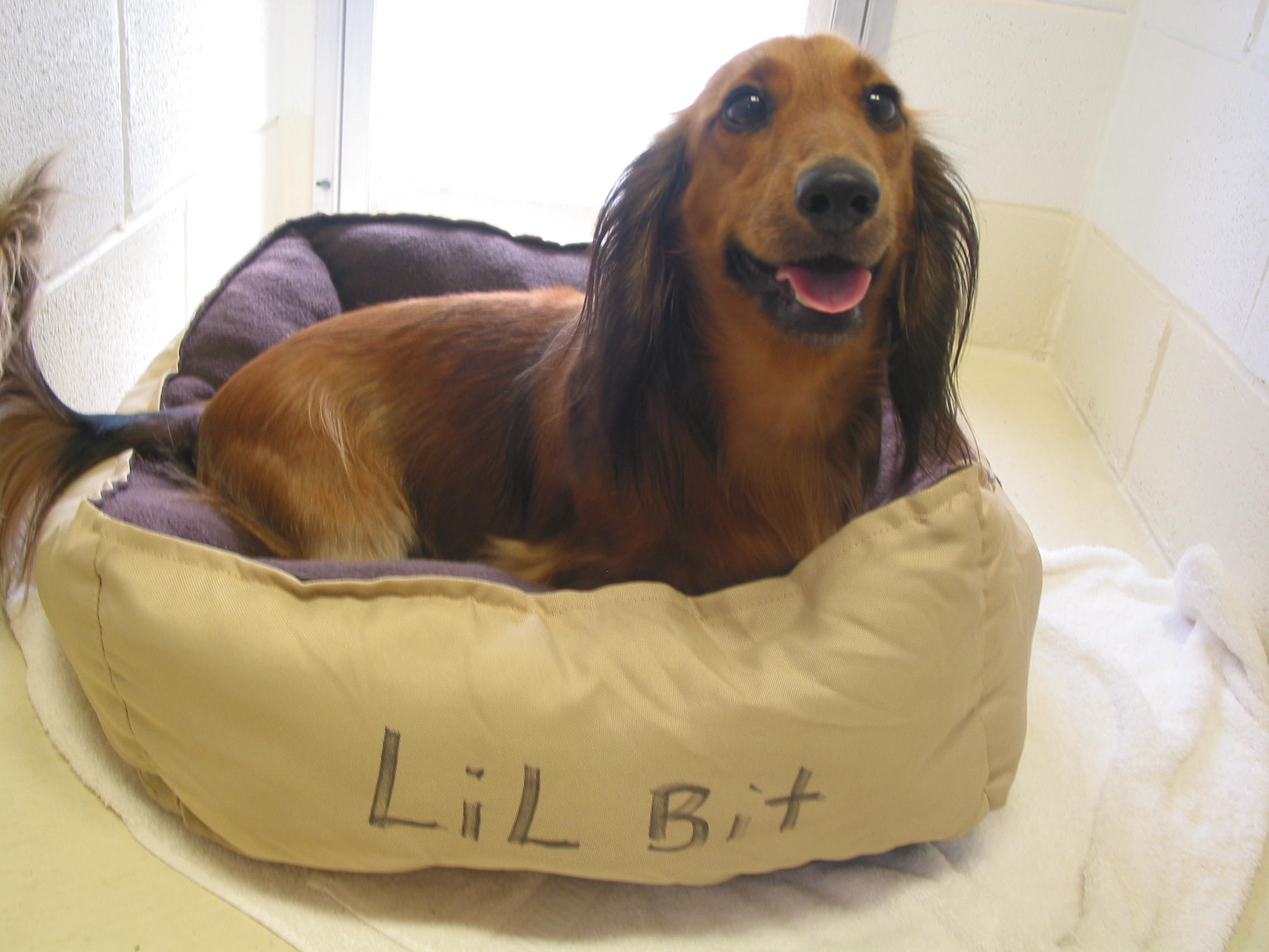 Pet Training Classes in Durham & Shoreline, CT Larkin's Run