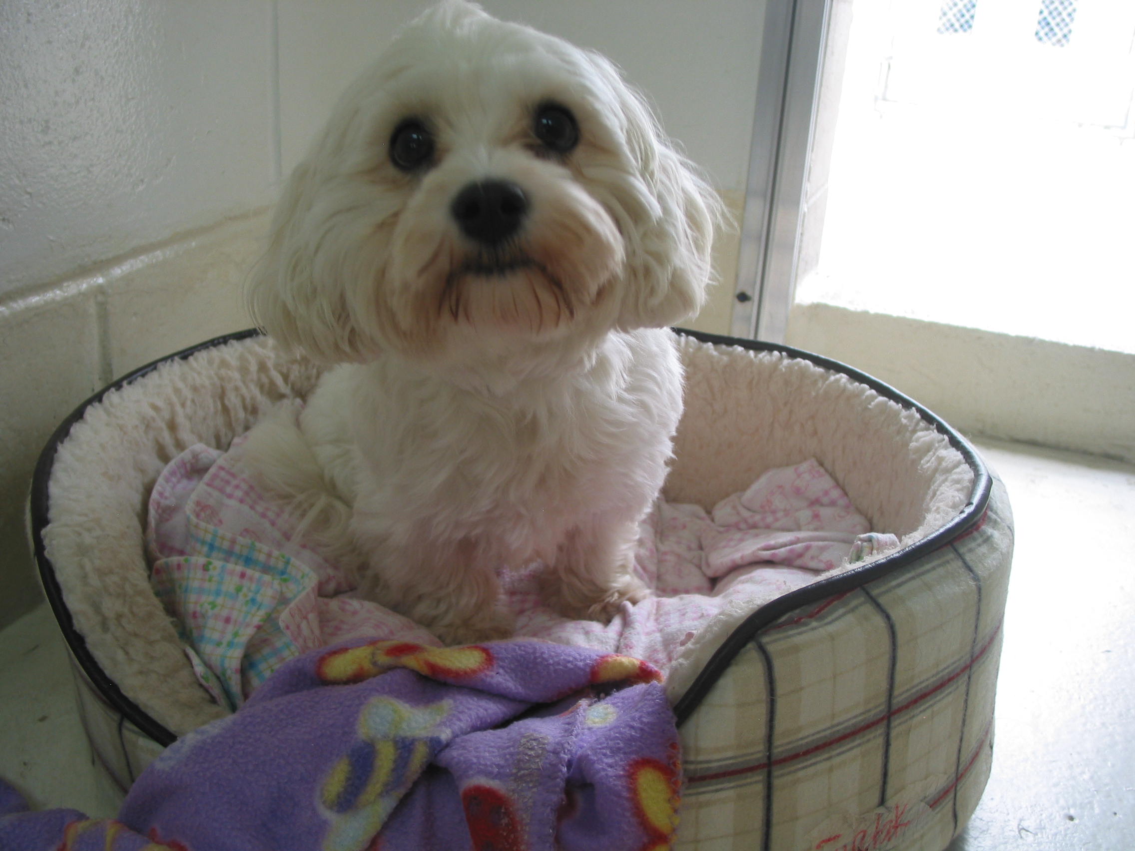 Pet Training Classes in Durham & Shoreline, CT Larkin's Run